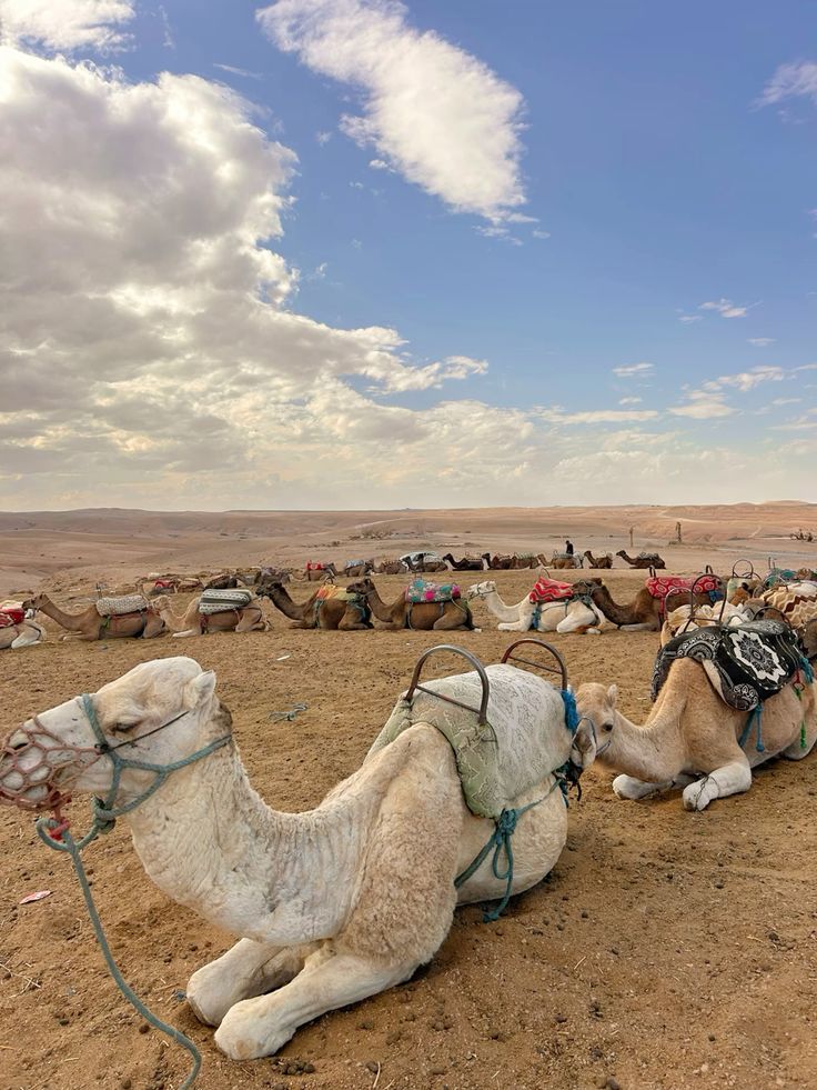 2 horas de quad y 1 hora de paseo en camello por el desierto de Agfay - Image 3